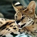 Сервал (Felis serval)