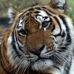 Тигр амурский (Panthera tigris altaica)